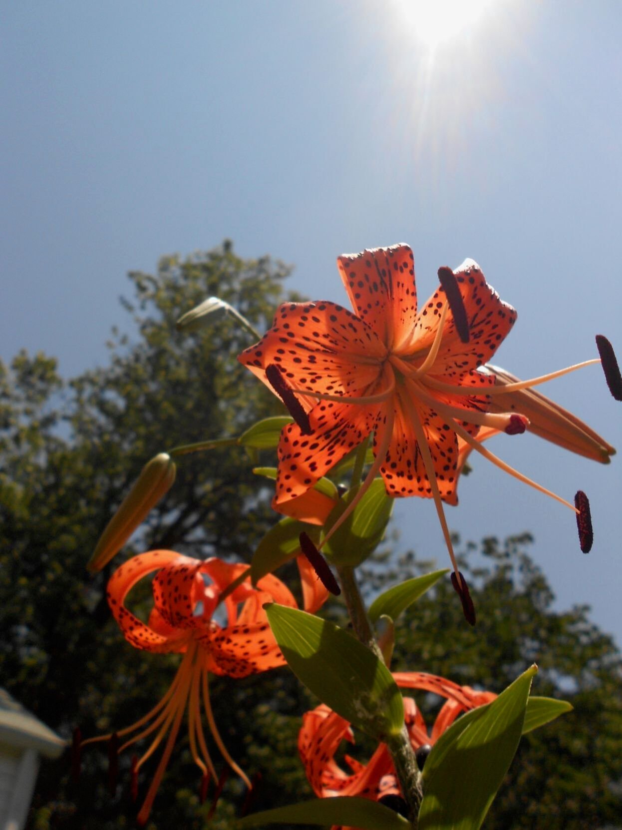Phyllis Shaw, Greensboro